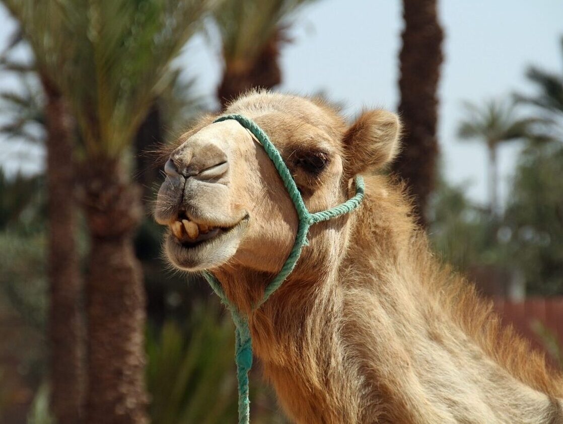 camel, morocco, desert-1166275.jpg