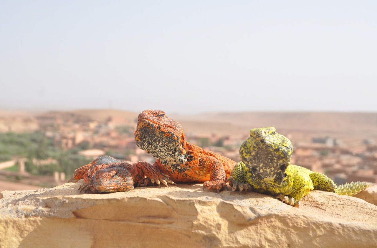 desert, sahara, morocco-2288345.jpg