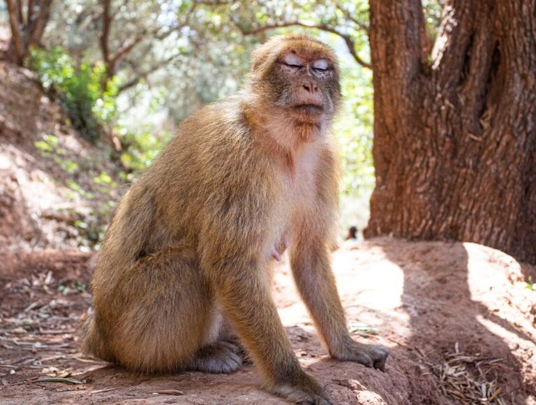 morocco, monkey, primate-6593997.jpg