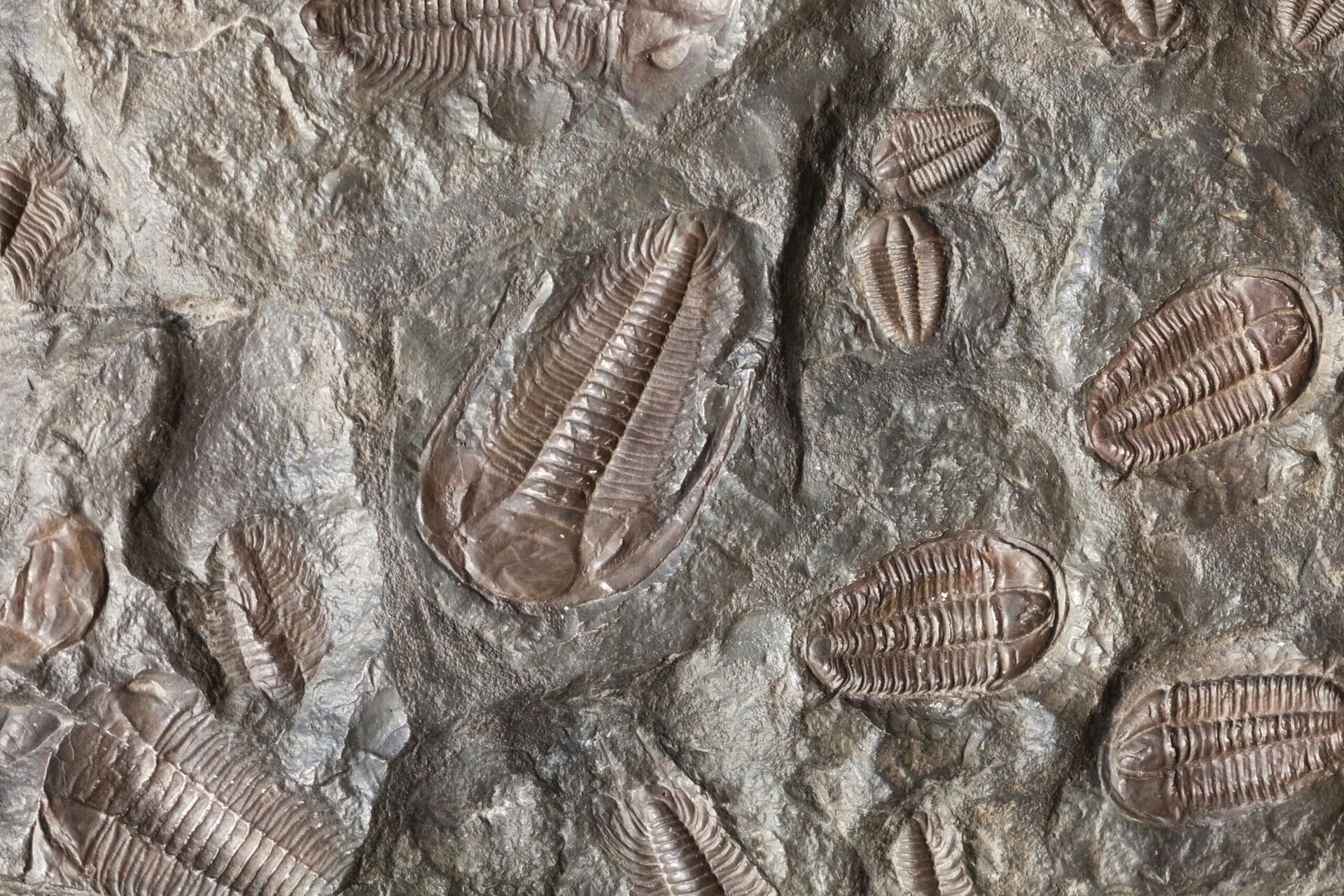 Authentic Morocco fossil expeditions