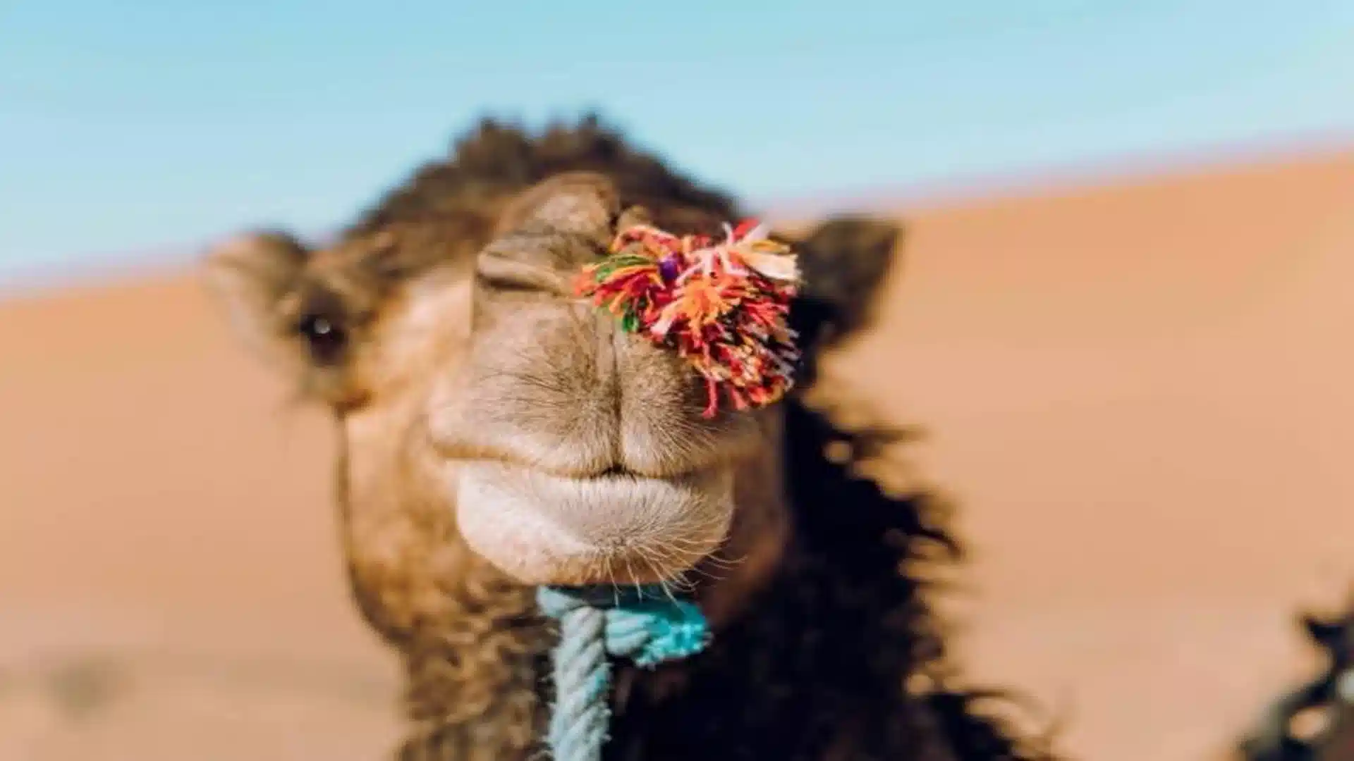 How to book a private tour in Morocco