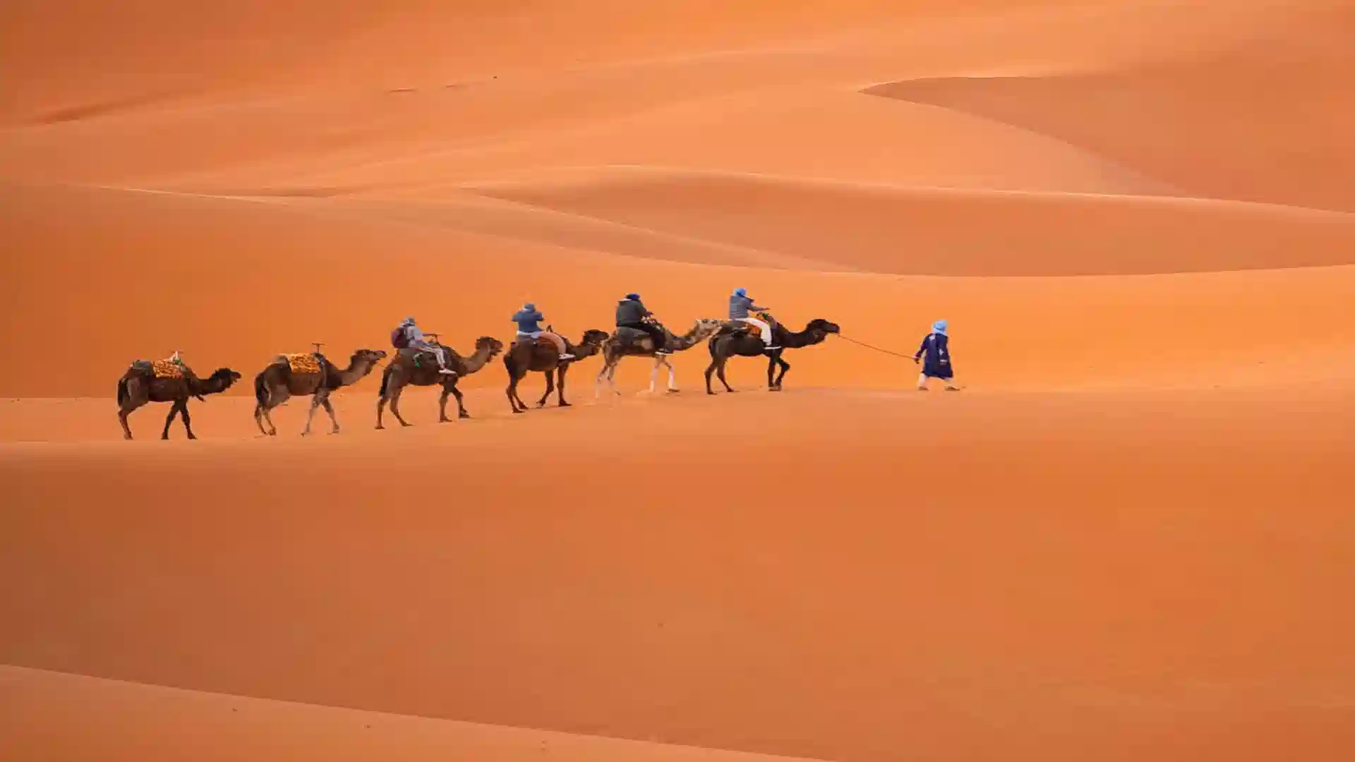 Travelers riding camels along a high sand dune ridge during a camel trek in Morocco.