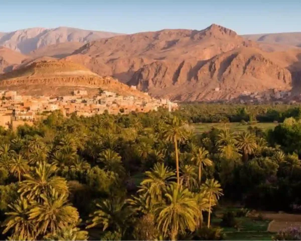 Panoramic aerial view of a dense palm grove next to a traditional Berber village nestled against rugged mountains in the biggest oasis in Morocco.